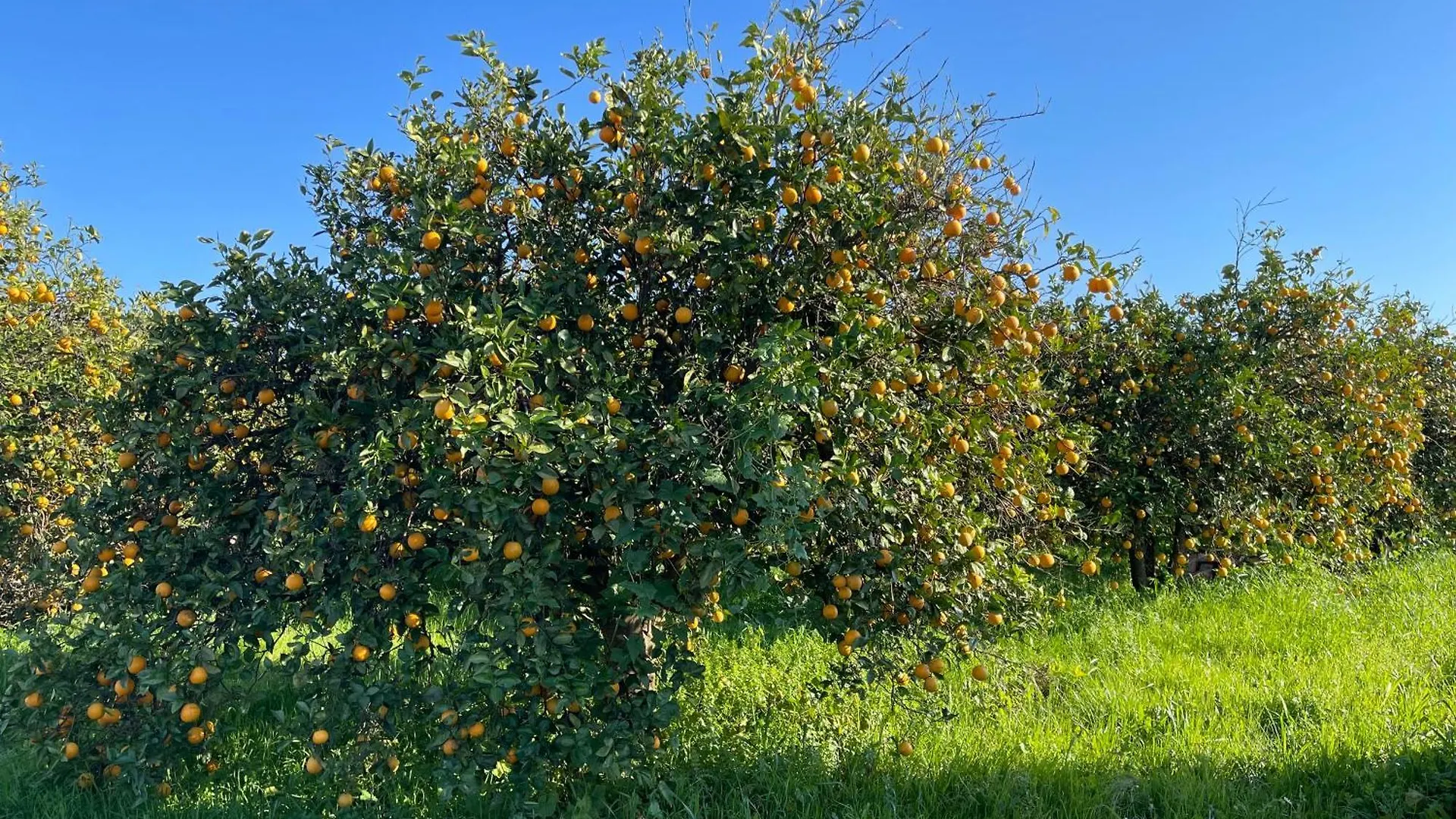 Orange Grove Residence Silves