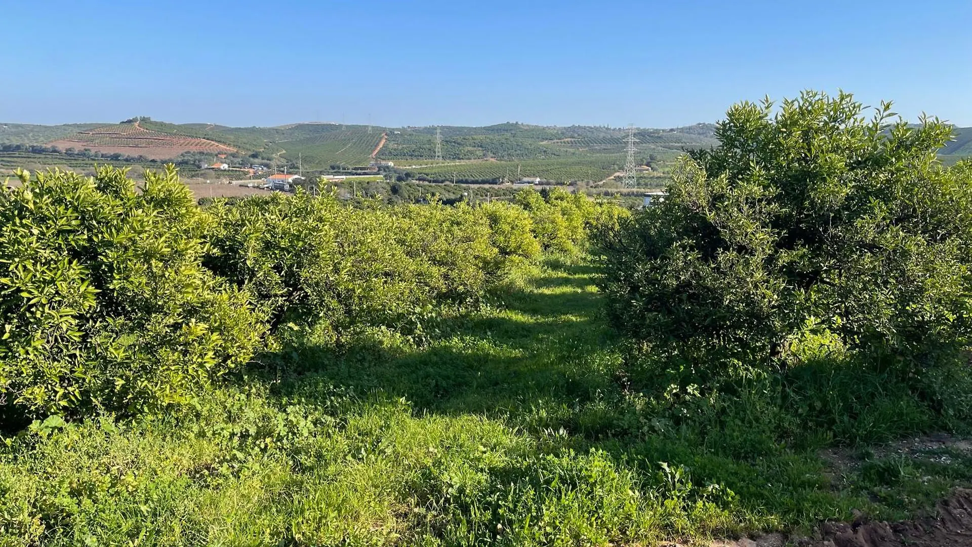 Ferienhaus Orange Grove Residence Silves
