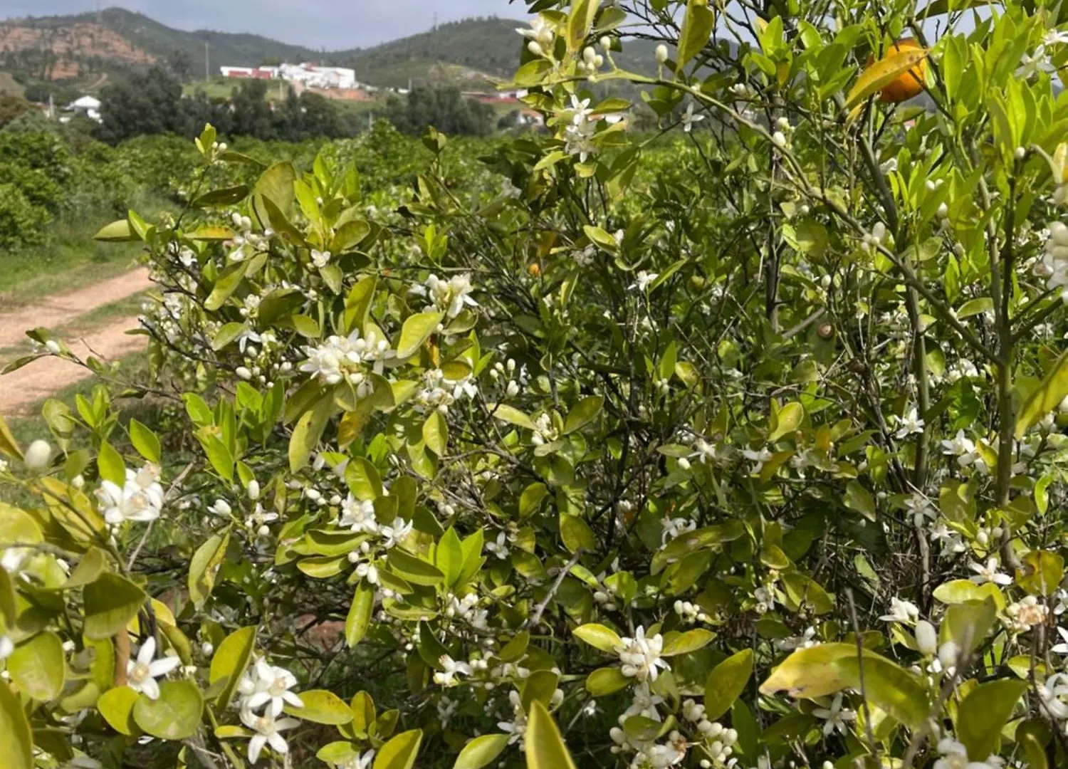 Orange Grove Residence Silves 0*,